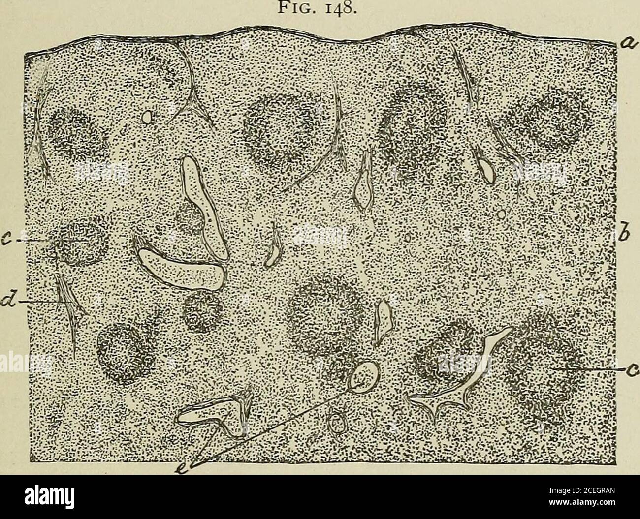 . Textbook of normal histology including an account of the