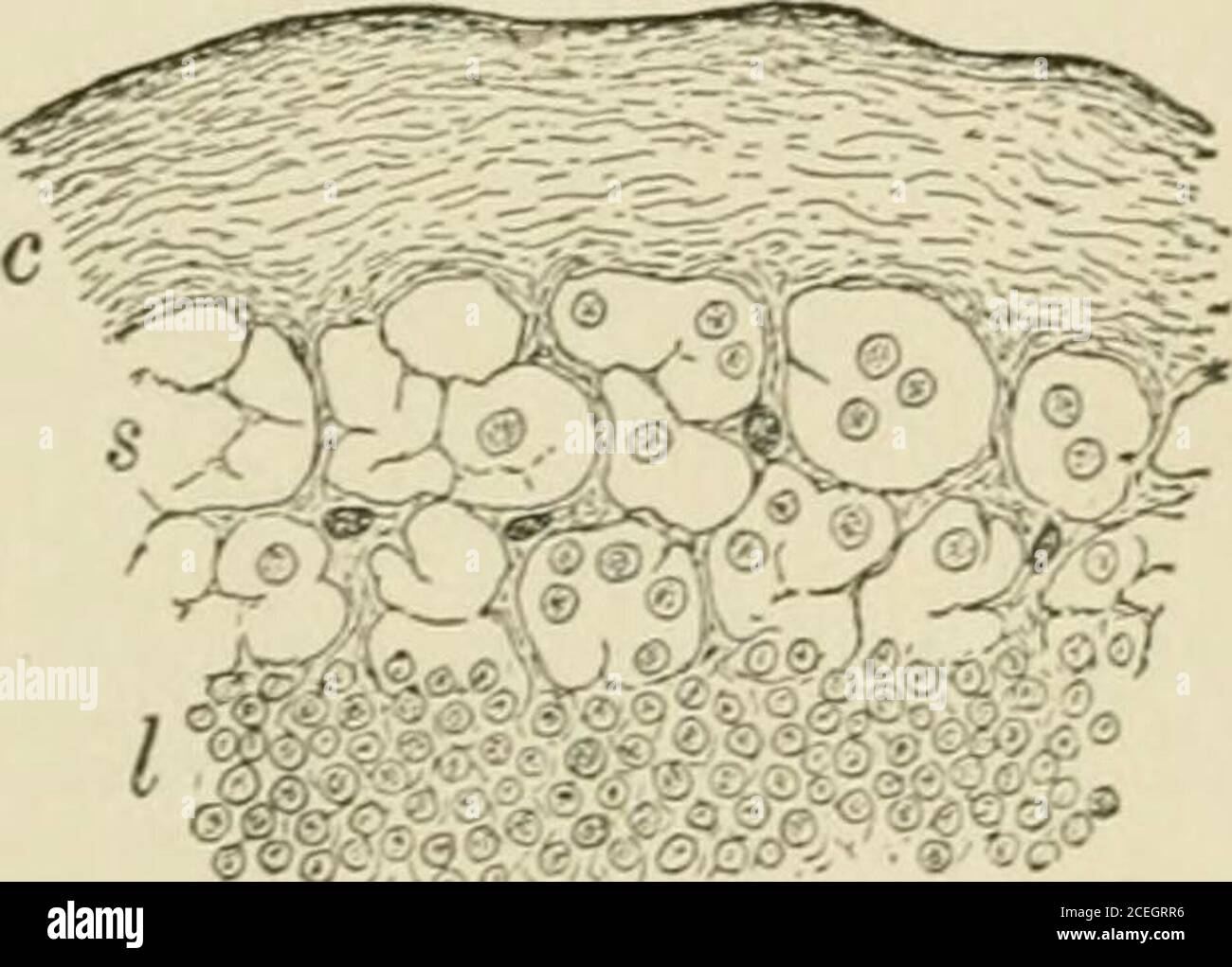 Adenoids Normal Histology