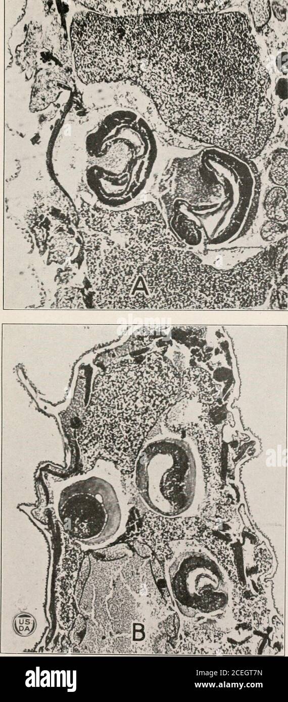 . Journal of Agricultural Research. X i, 100. C.—Monembrjonically ...
