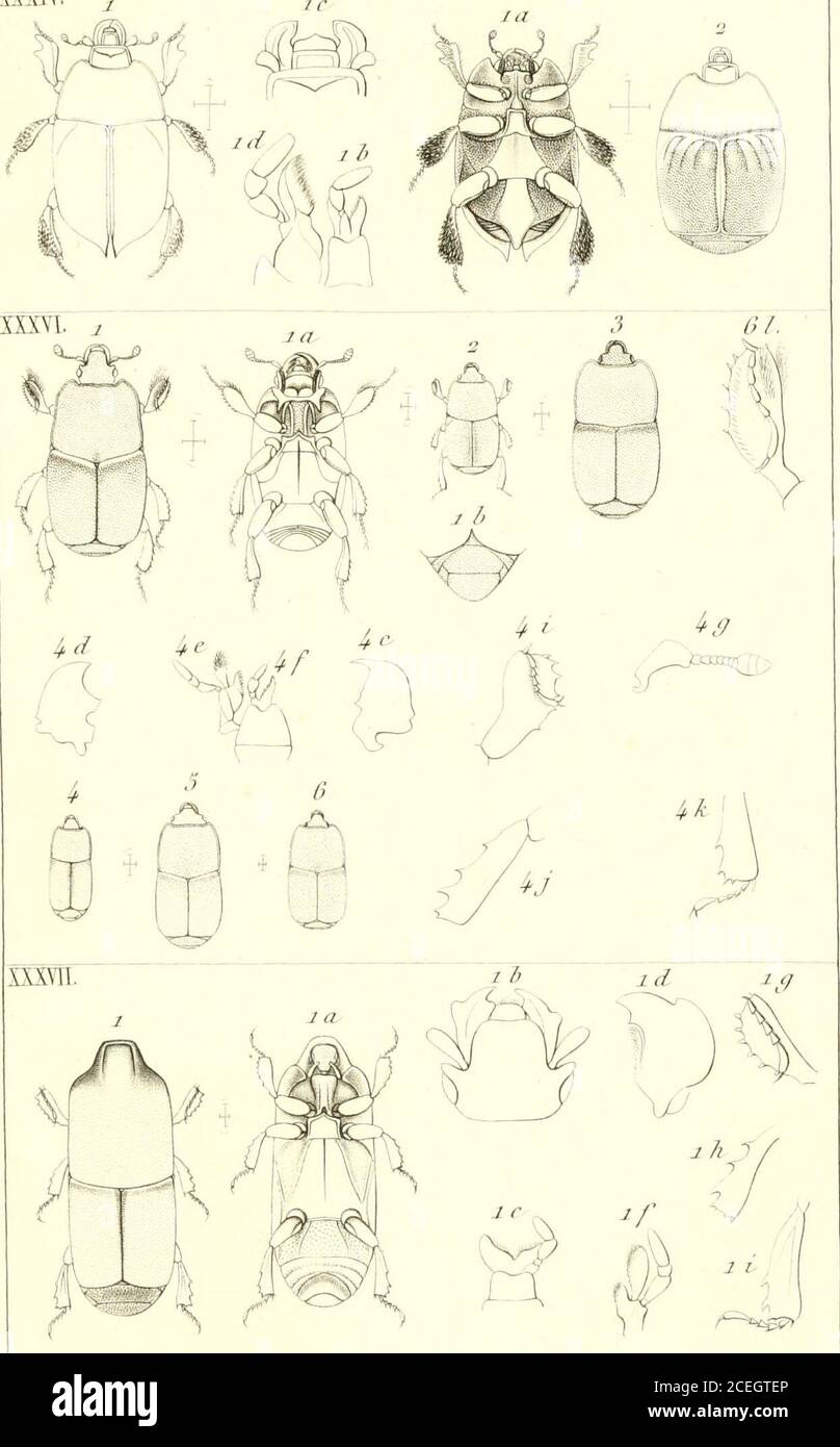 Annales de la Société entomologique de France. * Marsejtl de!. ^^XV. Genre  ]h,paruu-us ^^^,, Relii/fet . Sans. Zt V Tlouu-lc. r. Je l„ ^„, Aiinalcj  c/t la Socùti EiilûnuIinjitjKC t/e Frnncc