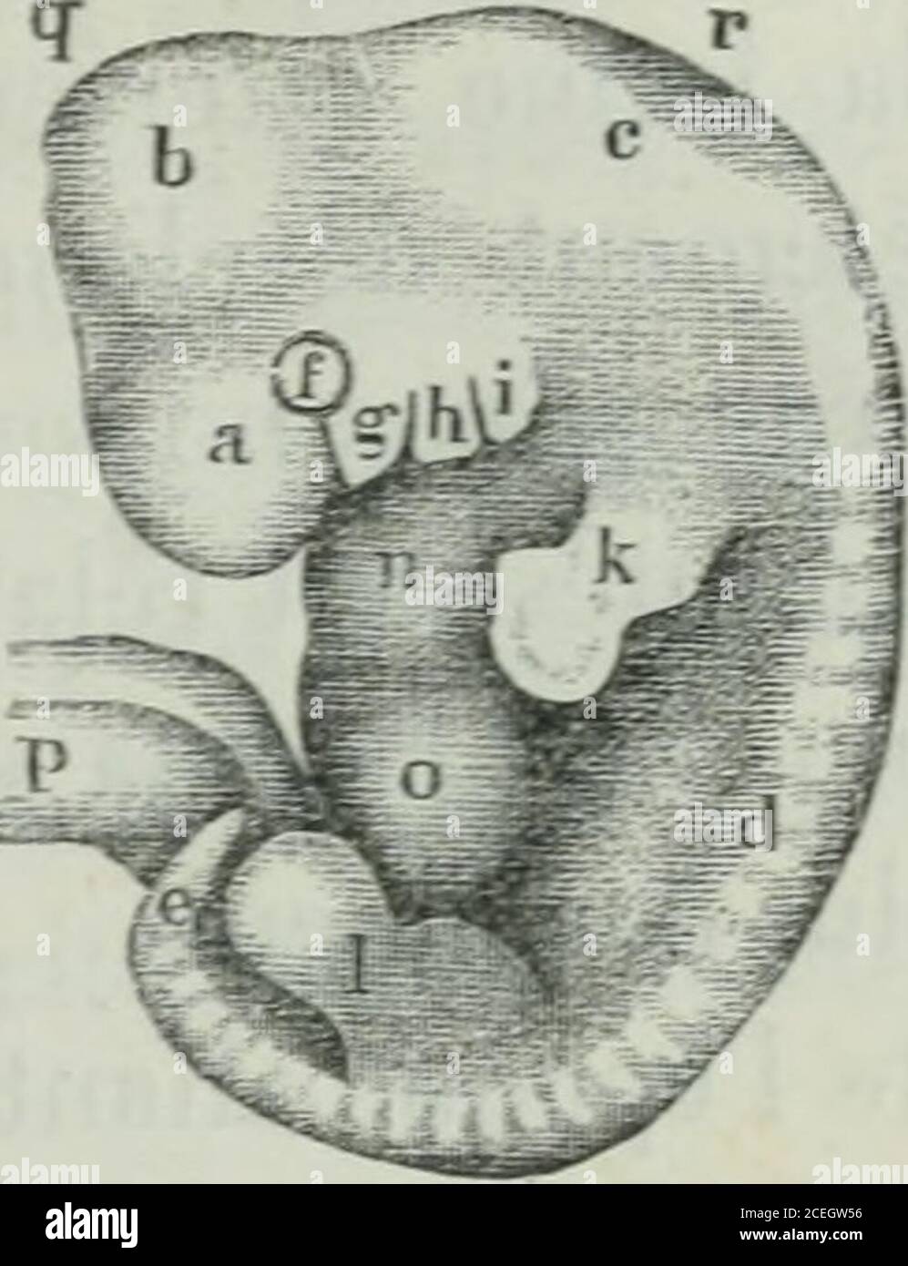 Cordon Ombilical High Resolution Stock Photography and Images ...