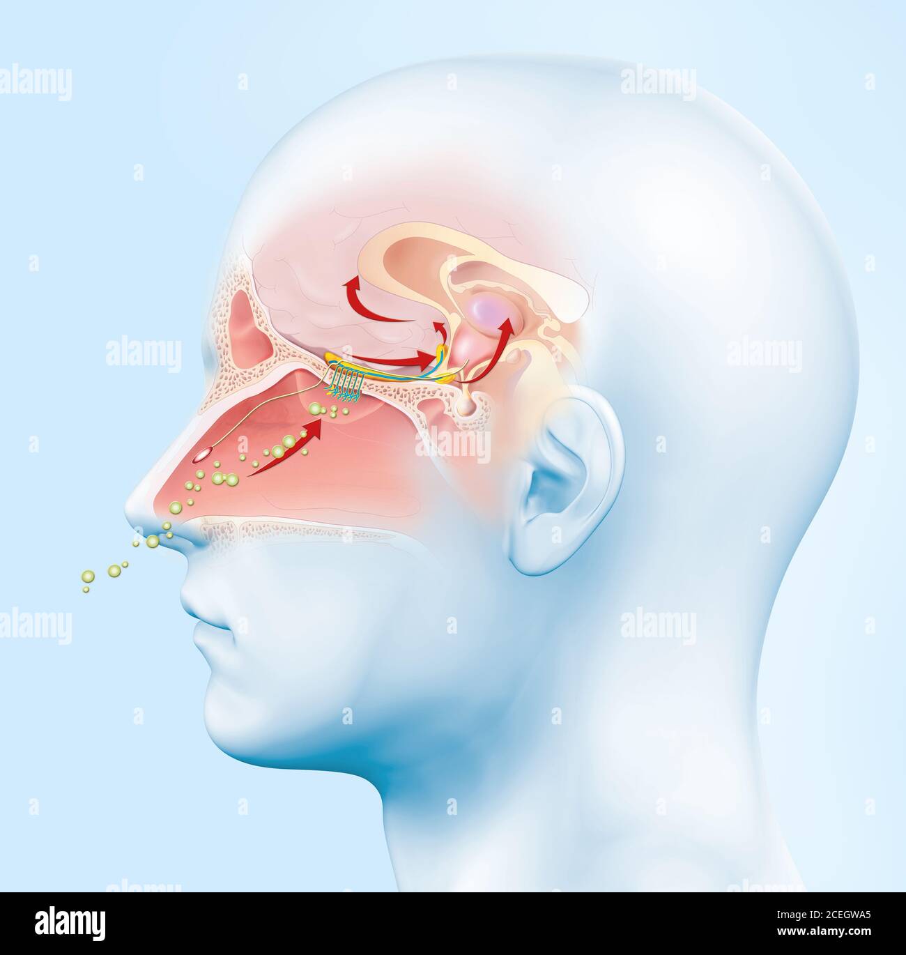 This medically 3D illustration showing the function of the olfactory sense Stock Photo