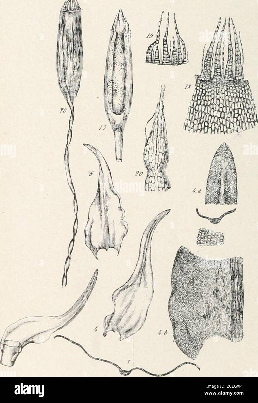 . Mosses with hand-lens and microscope : a non-technical hand-book of the more common mosses of the northeastern United States. Figure 135. a. Anomodon apiculatus y[2. b. Capsule and peristome x10. c. Leaf X 10. 5-6. Base and apex of leaves much magnified, d.Branch of ^. a//&lt;nafl/aj, moist X 2. (5-6. From Sulliv. Irones ). Stock Photo