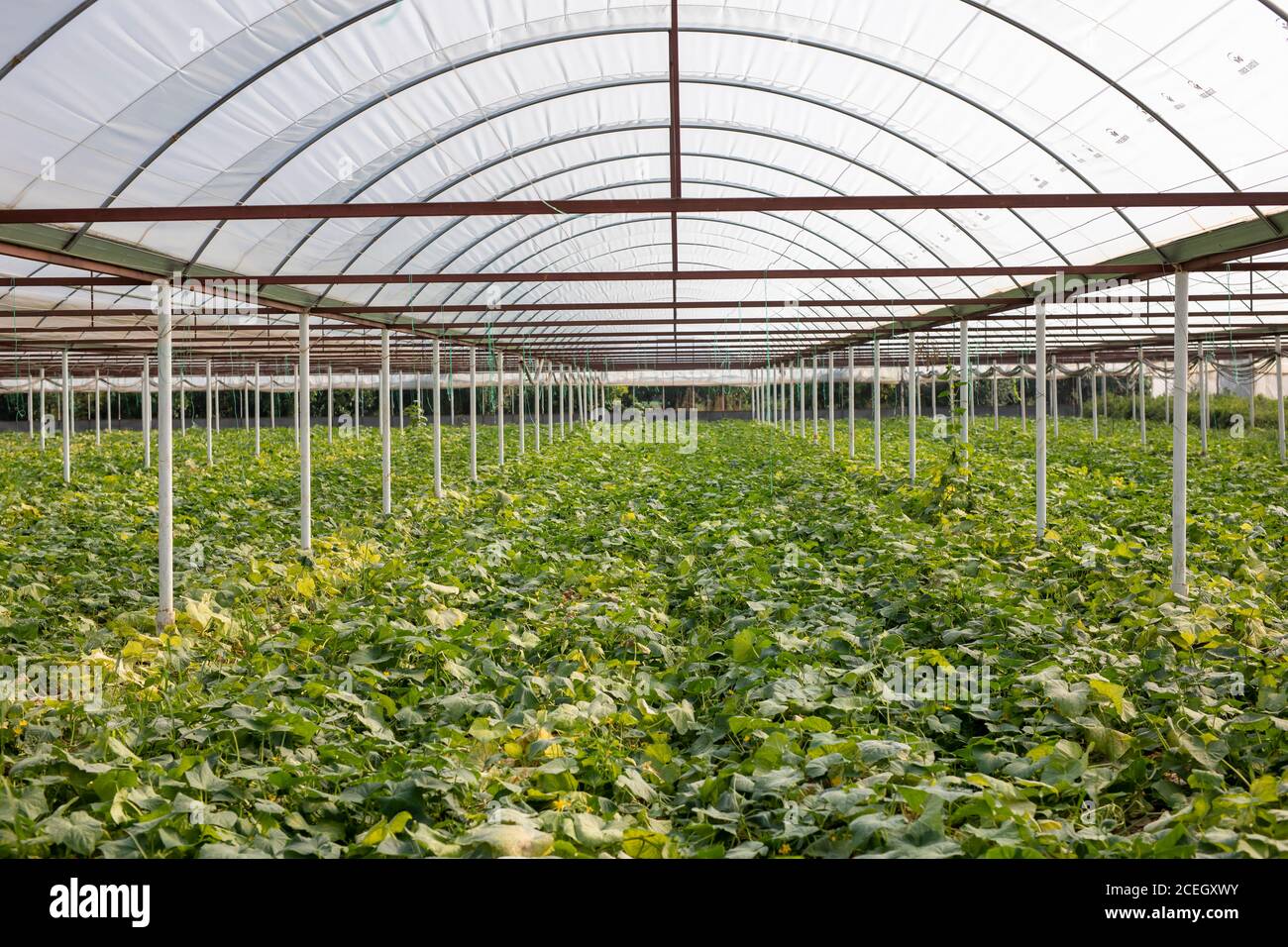 Planting vegetables in the greenhouse Stock Photo - Alamy
