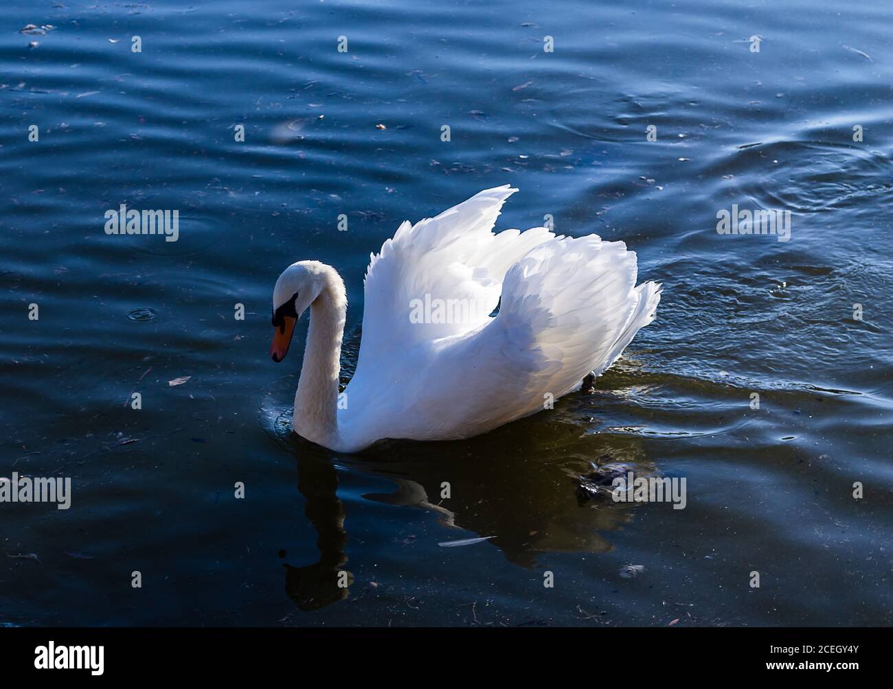 swan on a blue lake Stock Photo