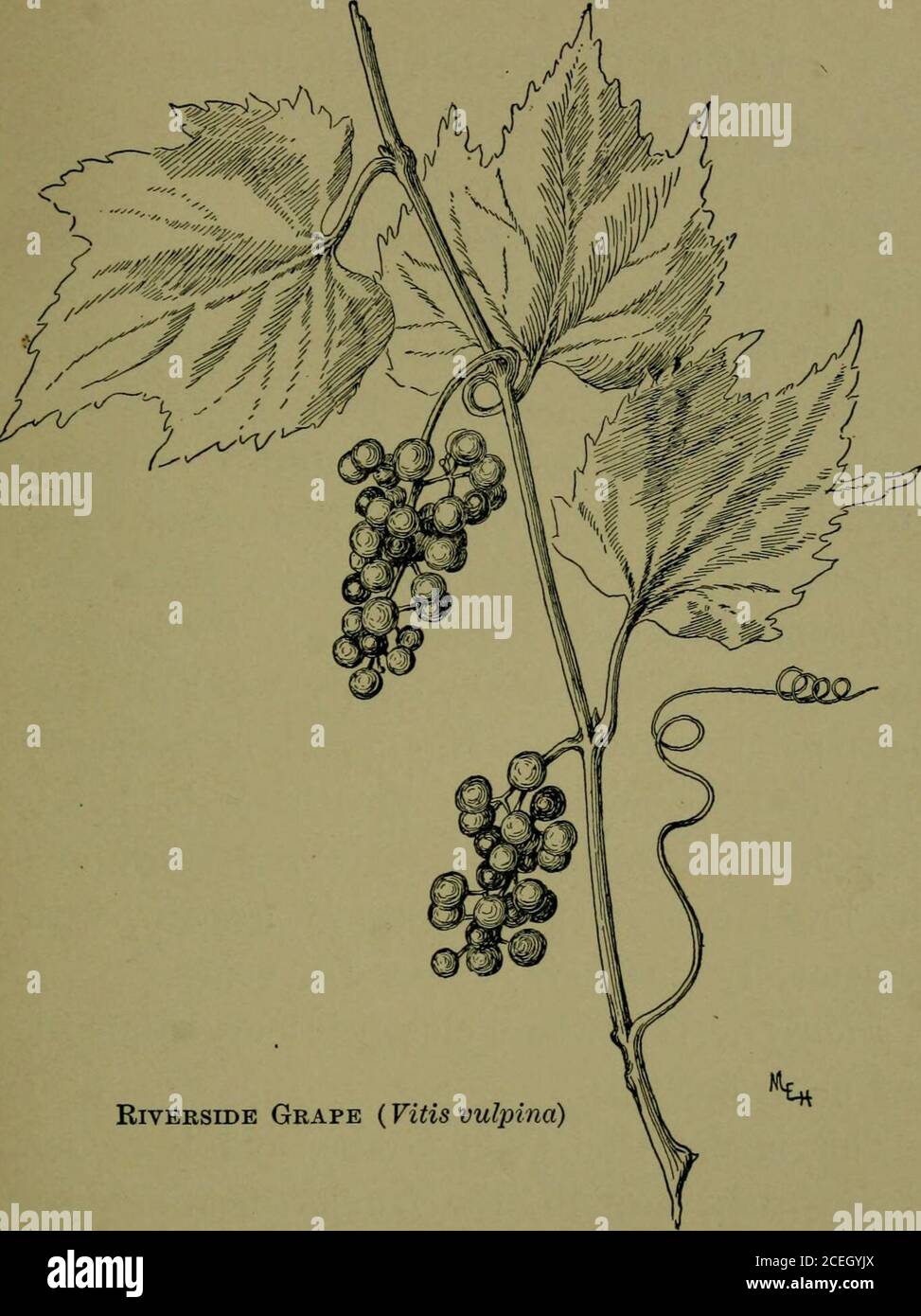 . How to know wild fruits; a guide to plants when not in flower by means of fruit and leaf. estivalis. A distinguishing feature isthe thick blue bloom on the under surface of theleaf. It loses this toward fall, but does not havethe brown woolly masses of the Summer Grape.The petioles and tendrils are long. The young growths, as well as the under leafsurface, are usually covered with the distinguish-ing blue bloom. The vine growls along streamsand on banks from New York to Illinois and tomountains of North Carolina and Tennessee. RIVERSIDE OR SWEET-SCENTED GRAPE Vitia vulpina. Vitis riparia Gra Stock Photo