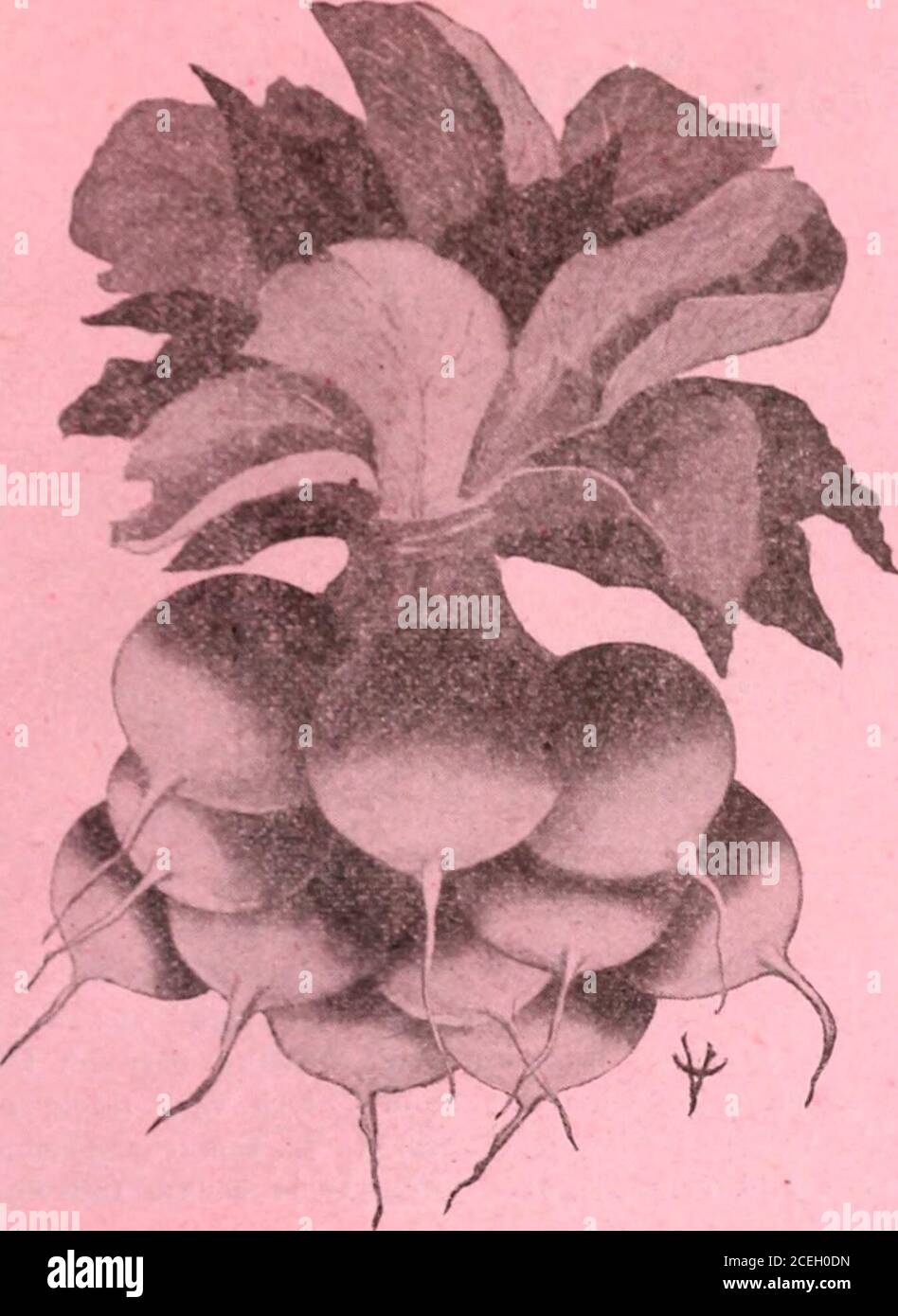 . Cole's garden annual. Coles Seed Store, Pella, Iowa. Crimson Giant Radish This new variety suitable for forcing or earlyplanting out of doors. It grows to double thesize of other forcing varieties without becomingpithy or hollow. The Radishes run from 6 to 7 inches in circum-ference and yet remain firm and crisp, free fromall signs of becoming soft. Root turnip-shaped,color a beautiful crimson carmine, with purewhite flesh, tender and juicy. We are certain itwill become a great favorite with all who plant it. Price per pkt, 5 cts., oz. 10 cts., lb. 25 cts.,lb. 75 cts. Radish-Coopers Sparkler Stock Photo