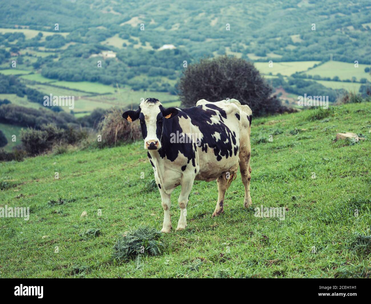 Pasturing Pasturing cow hi-res stock photography and images - Alamy