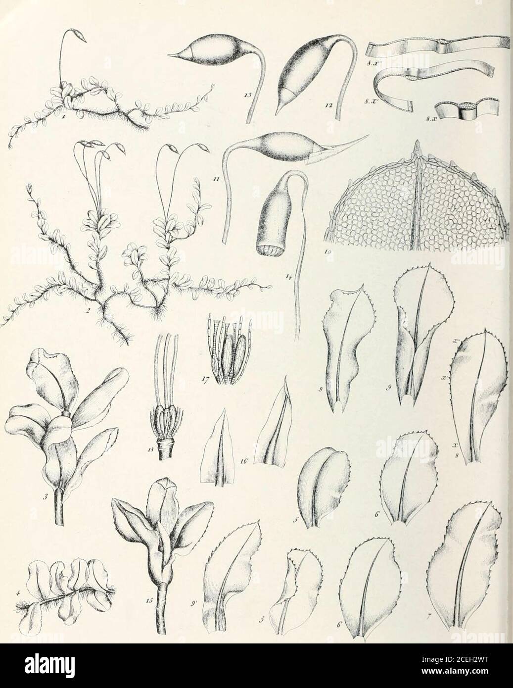 . Mosses with hand-lens and microscope : a non-technical hand-book of the more common mosses of the northeastern United States. PLATE LL. M,„i,m afine (From Bry. Eur.). PLATE L. Mriiiim roslrtitiim (From Bry. Eur.) BRYACEAE 231 The leaf cells are nearly twice as large as in the last, 25-40^, somewhatlonger than broad, sometimes reaching 70^ in length according to Limpricht.Dioicoits ; capsules usually single, maturing in May. M. affine Bland. The common form of this species is the variety describedabove. The species is rather rare and is a more puzzling form for the student.It has the capsul Stock Photo