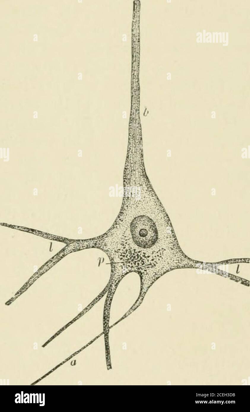 . Text-book of normal histology: including an account of the ...