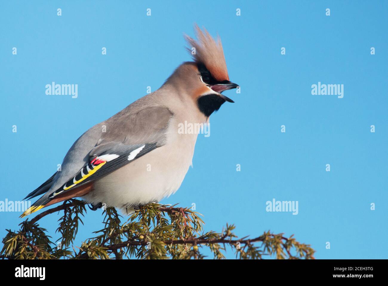 A portrait of a colorful European Northern songbird Bohemian waxwing, Bombycilla garrulus during a winter migration in Estonia. Stock Photo