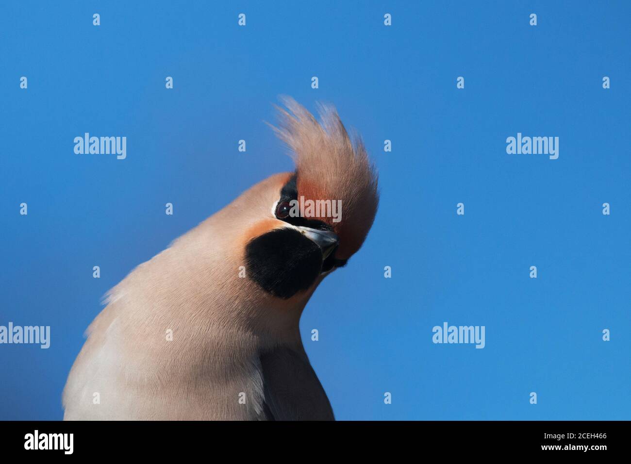A portrait of a colorful European Northern songbird Bohemian waxwing, Bombycilla garrulus during a winter migration in Estonia. Stock Photo