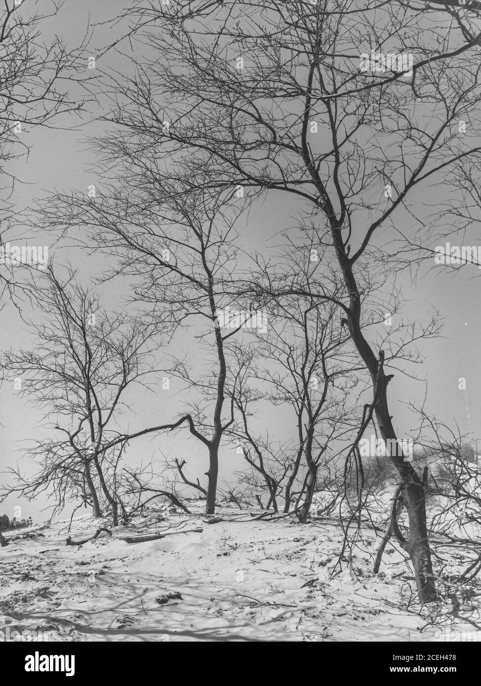 Evergreen trees with snow hi-res stock photography and images - Alamy