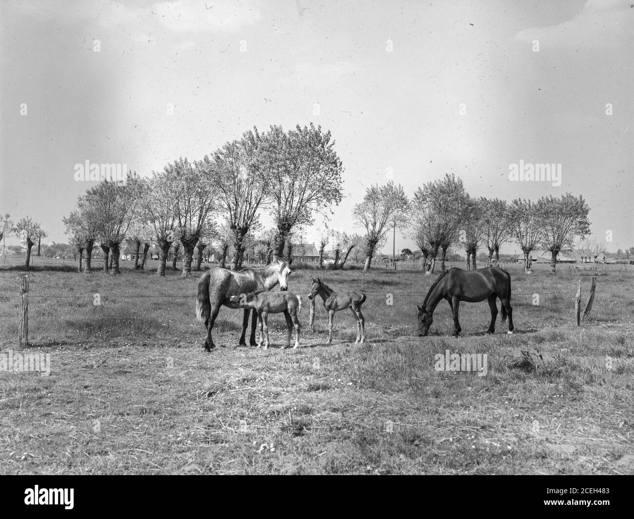 View in black and white of horses walking and pasturing on field with trees on background, Belgium. Stock Photo