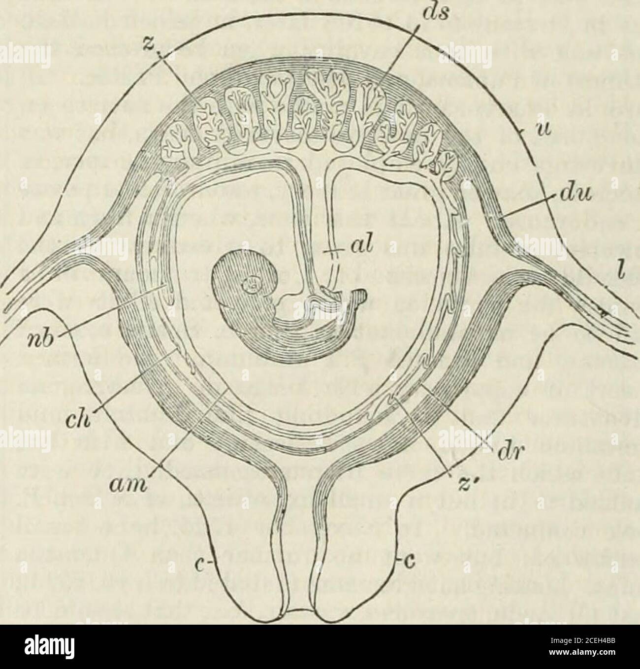 Chambers's encyclopedia; a dictionary of universal knowledge for the  people. Fig 1.—Human Placenta (half of it beingand Umbilical Cord. spUt in  two) There are two such types, the first of which