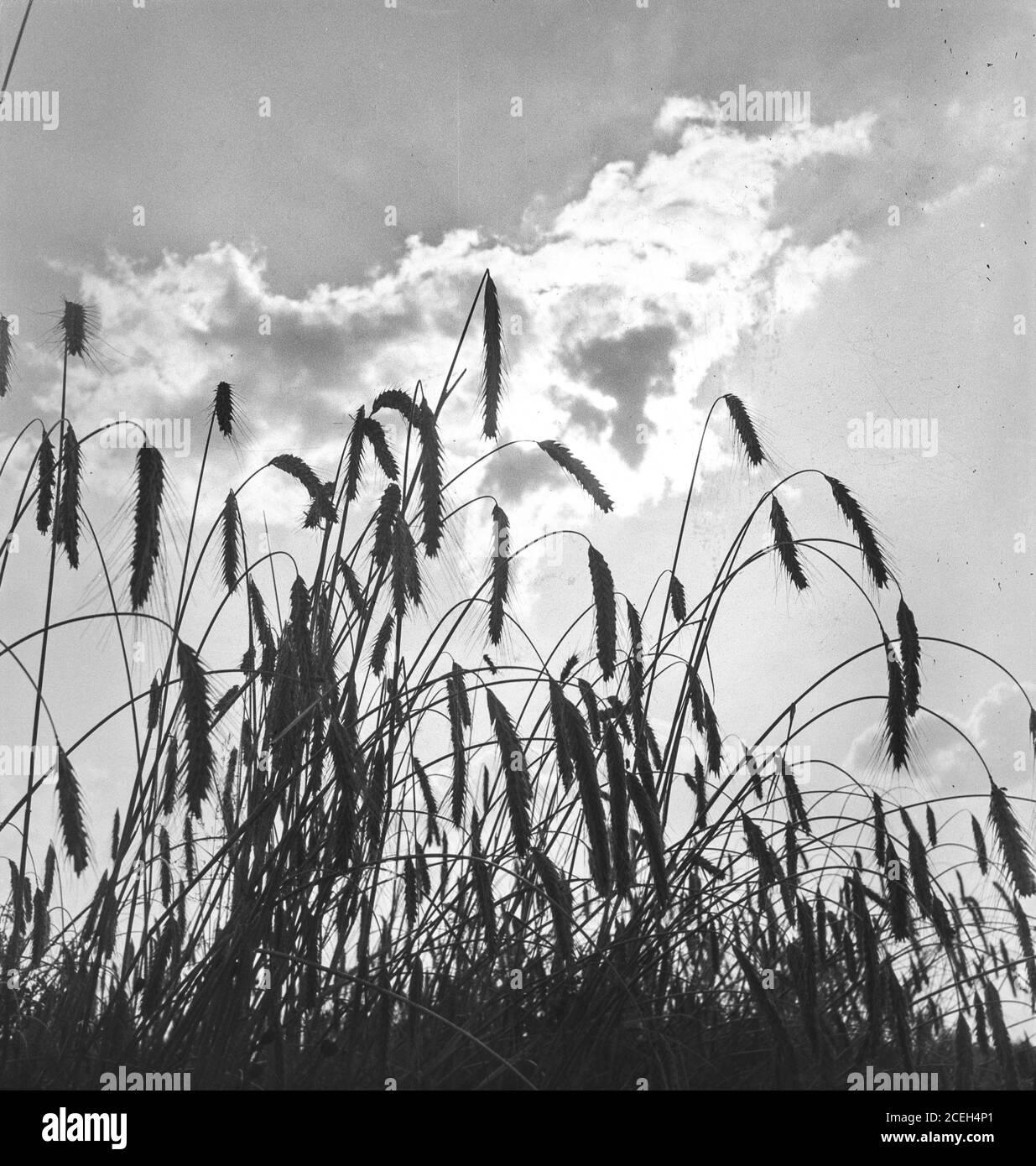 Black and white shot of wheat in grass growing against sunny sky with clouds, Belgium. Stock Photo