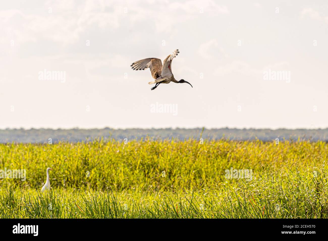 Ibis of Northern Australia Stock Photo