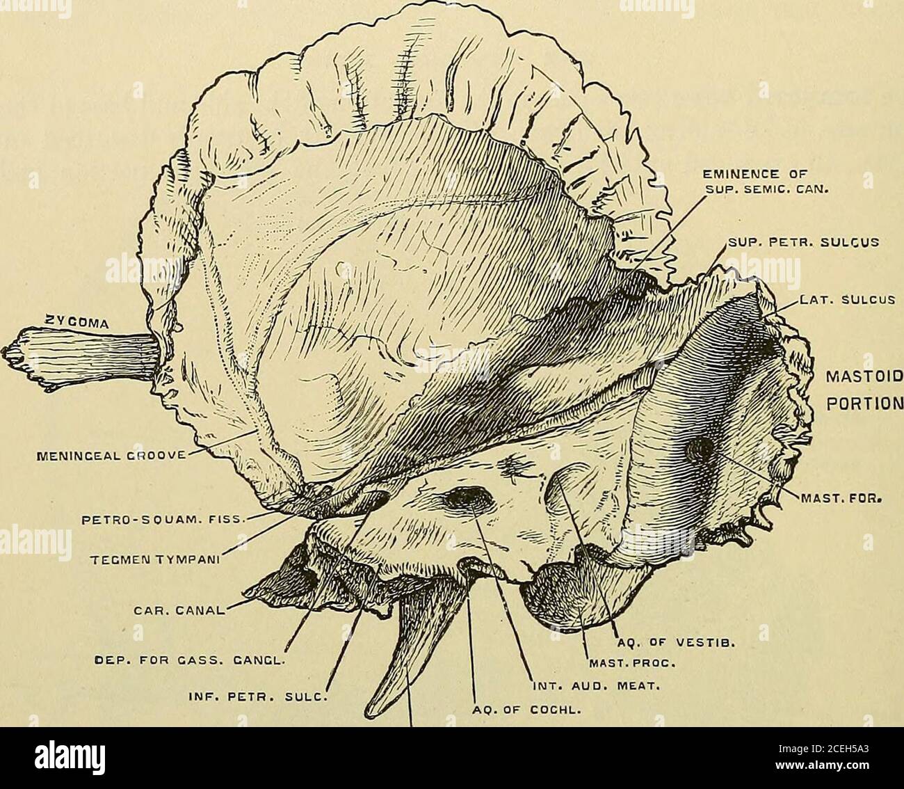 Quain S Elements Of Anatomy E Superiorly Withthe Parietal Anteriorly With The Sphenoid By The Zygomatic Process With The Malar And By The Glenoid Cavity With The Inferior Maxillary Bone The Squamous Portion