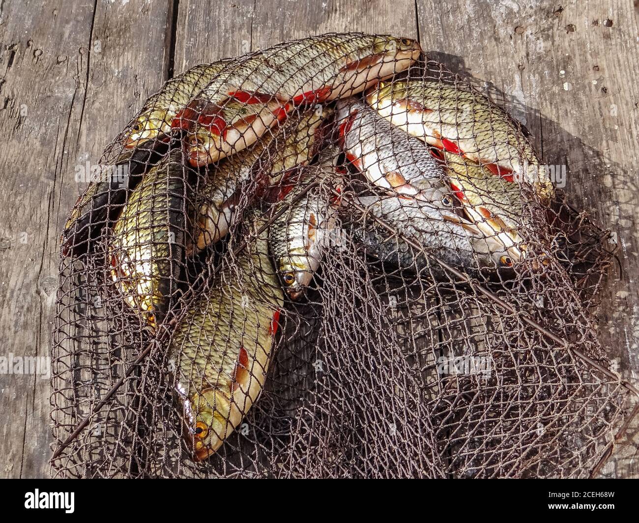 River Rudd Freshly caught river rudd fishes on wooden background. Just caught rudd ...