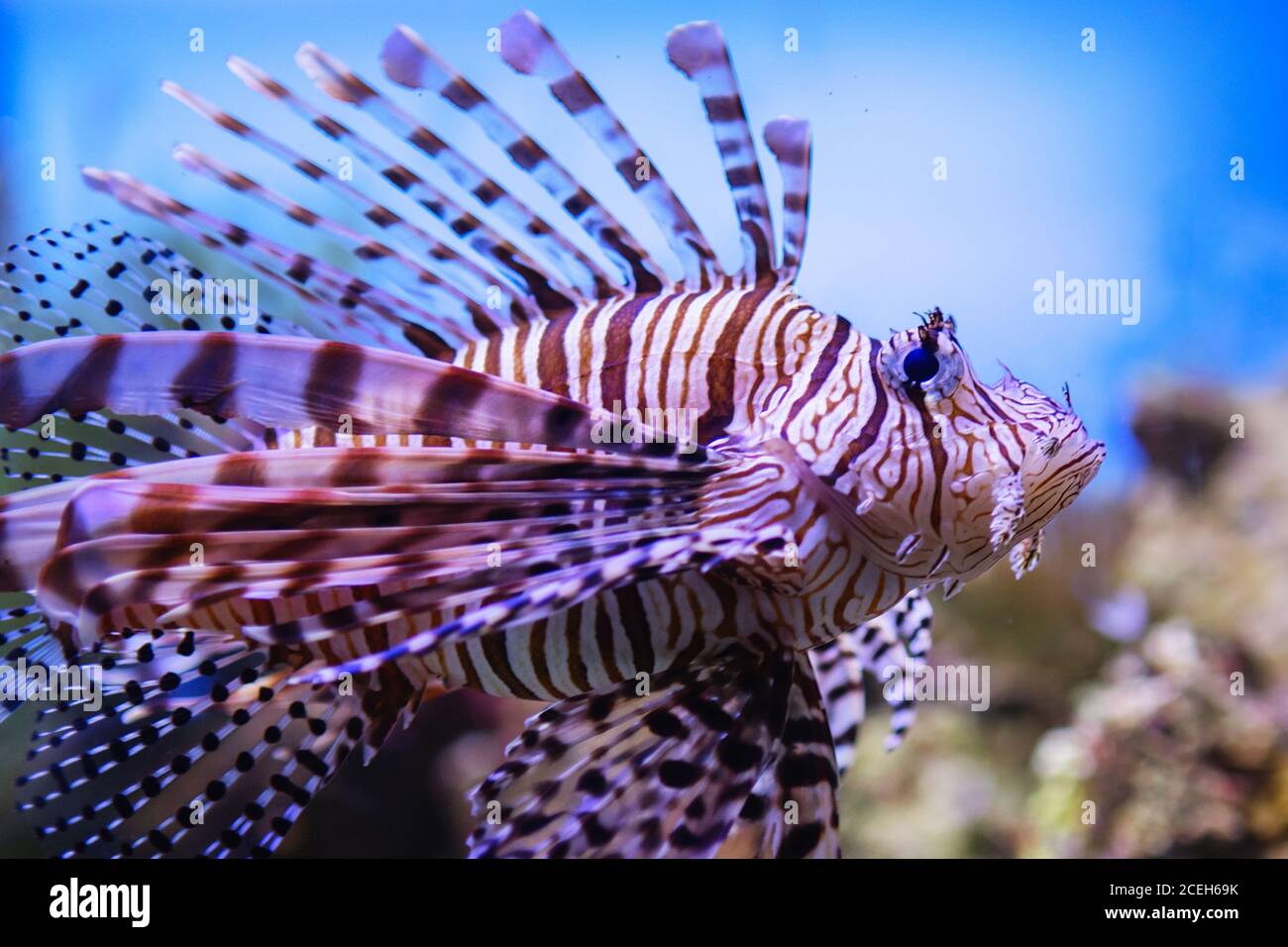 Pterois volitans. Red lionfish (Pterois volitans) aquarium fish. Beautiful and dangerous Lionfish (Pterois miles) Stock Photo