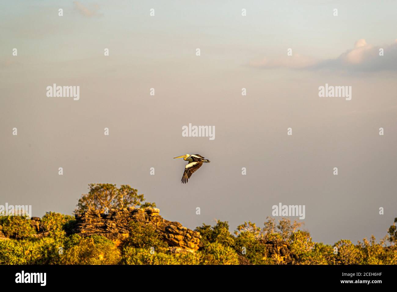 Pelican on Guided Tour through the Australian Outback Stock Photo