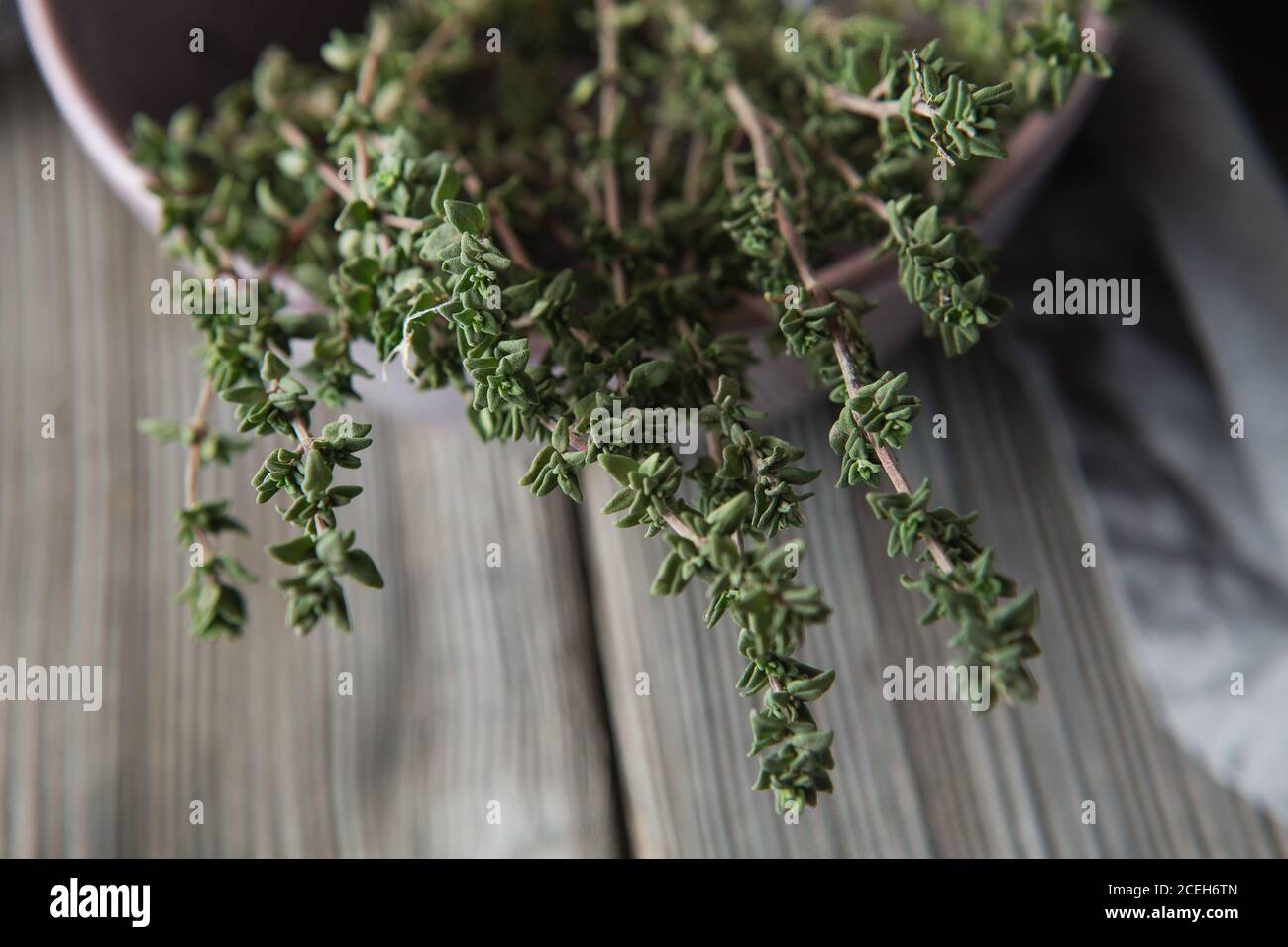 thyme aromatic plant of the mint family are used as a culinary herb
