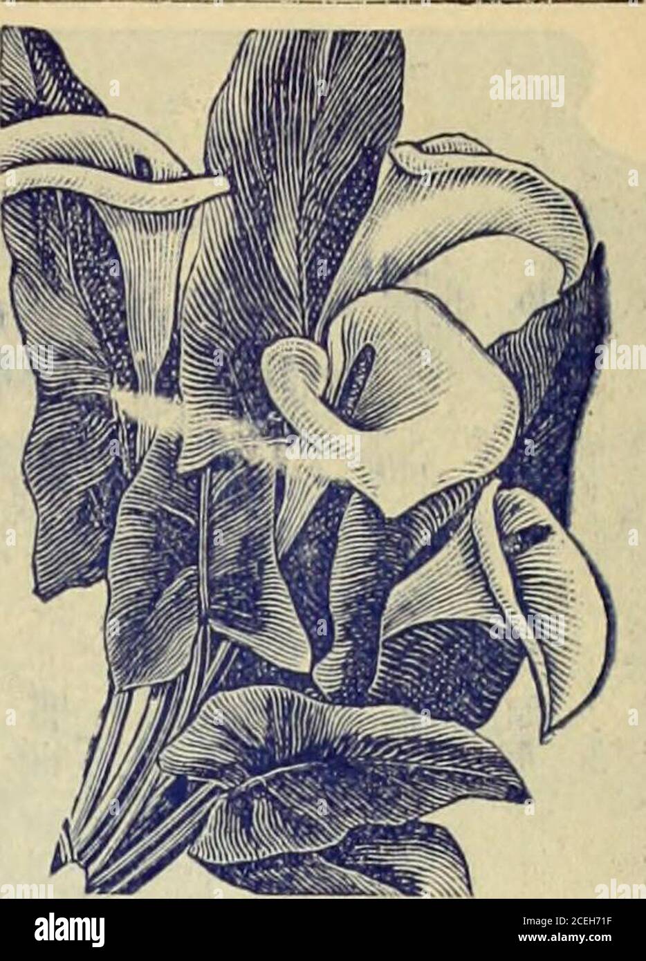 Giant california calla hi-res stock photography and images - Alamy
