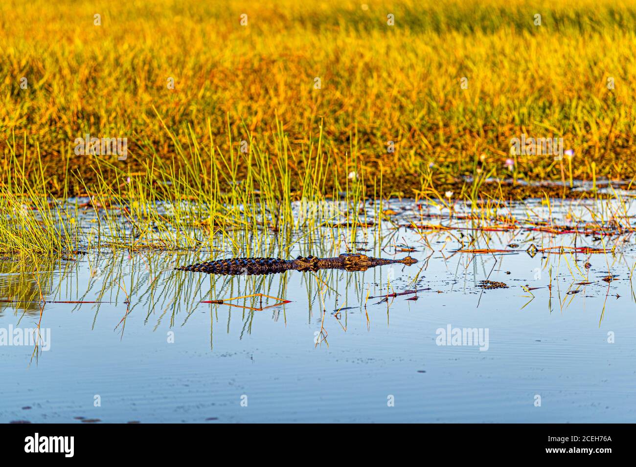 Crocodile of Northern Australia Stock Photo
