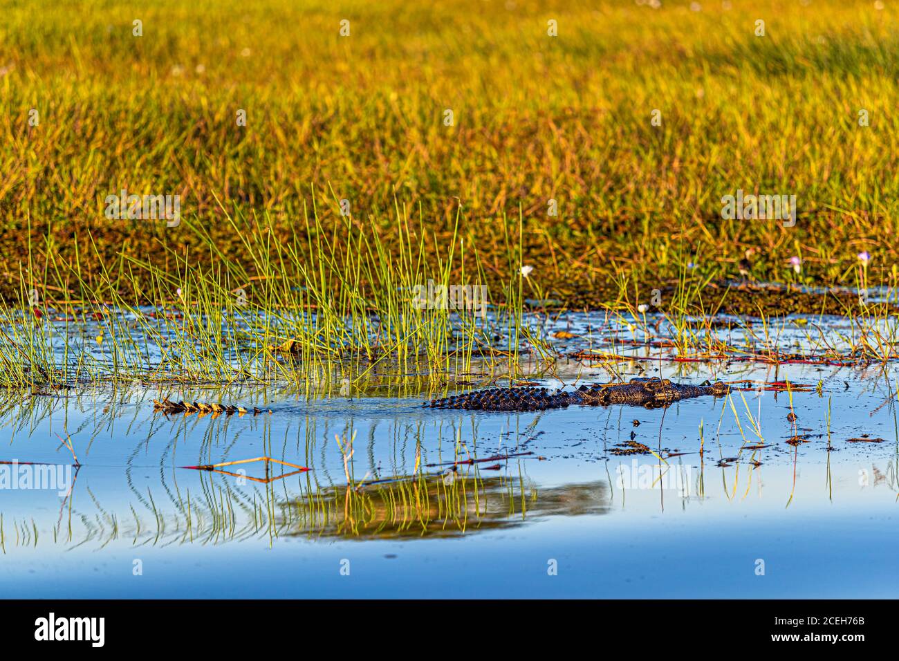 Crocodile of Northern Australia Stock Photo