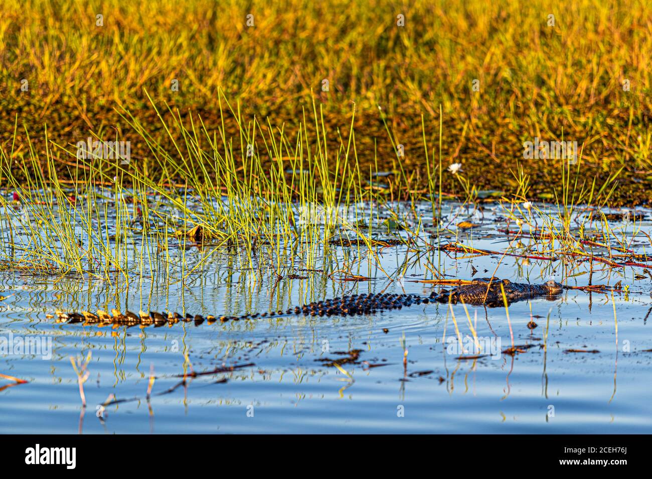 Crocodile of Northern Australia Stock Photo