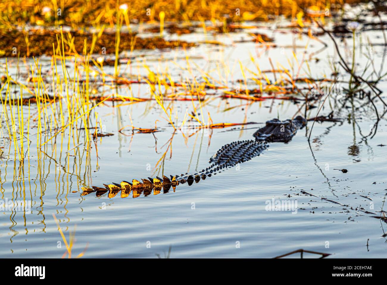 Crocodile of Northern Australia Stock Photo