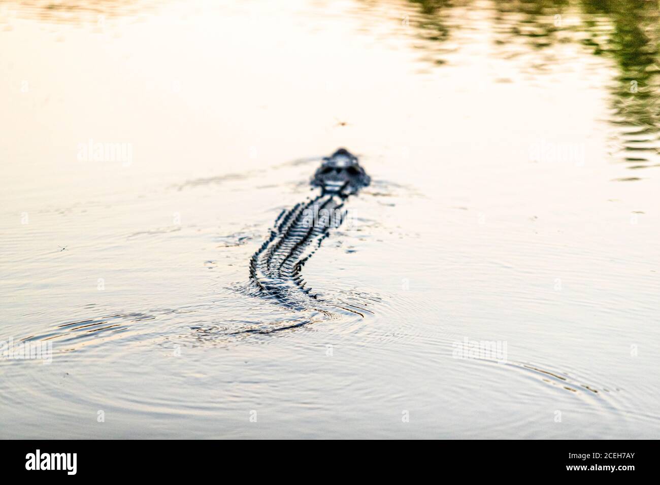 Crocodile of Northern Australia Stock Photo