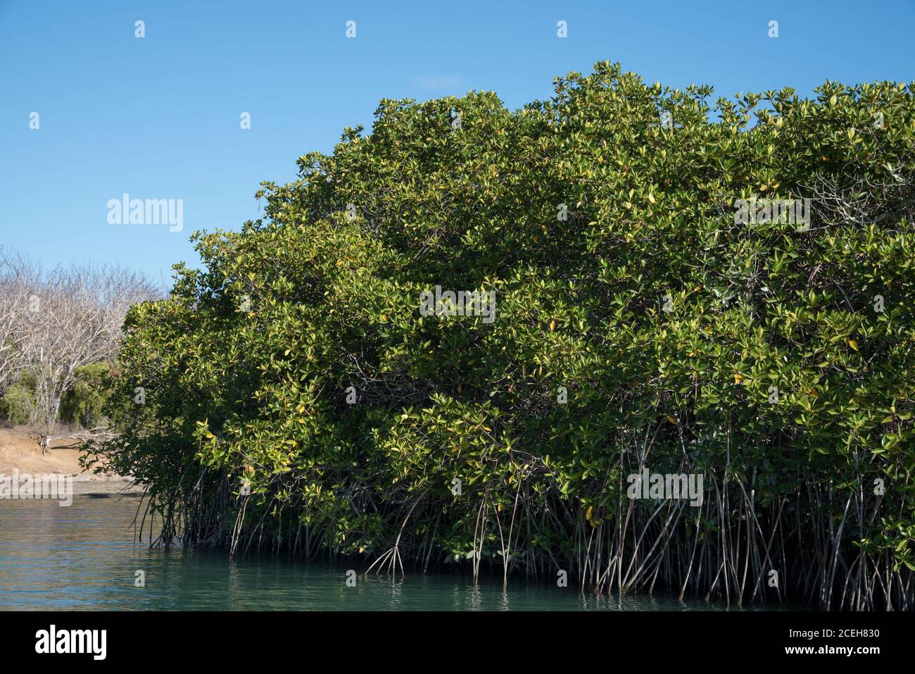 Mangrove forest at Ballena Bay on Santa Cruz at the Galapagos Islands. Stock Photo