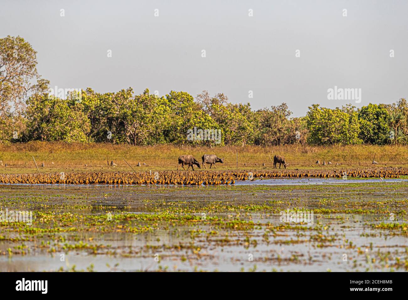 Flock of Magpie Geese of Northern Australia Stock Photo