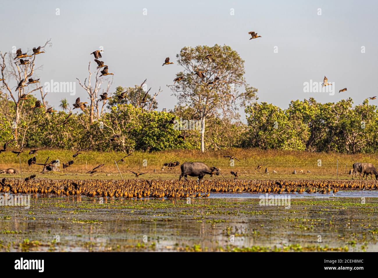 Flock of Magpie Geese of Northern Australia Stock Photo