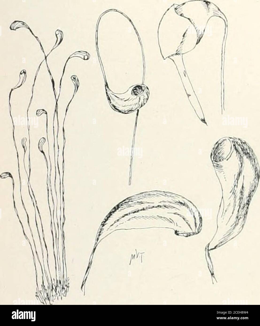 . Mosses with hand-lens and microscope : a non-technical hand-book of the more common mosses of the northeastern United States. ; annulus lacking ■Iviericaiia. Capsules plainly cernuous; annulus large flaruans. 3. Segments of inner peristome at least -,5 length of teeth ; spores 12-16M in diameter ; common everywhere hygrometiica. Inner peristome rudimentary ; spores 24-32M ; rare microstoma. F. hygrometrica (L.) Sibth. the Cord Moss, is so called because of thetwisted seta, which is very hygroscopic and untwists when moist. Its Latin name,Funaria, is derived from funis, a rope. This twisting Stock Photo