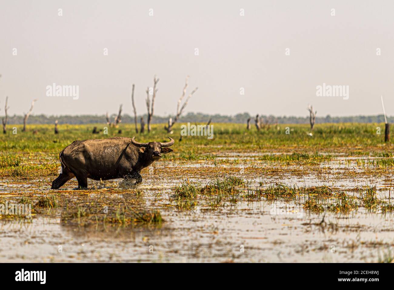 Waterbuffalo of Northern Australia at Bamurru Plains Stock Photo