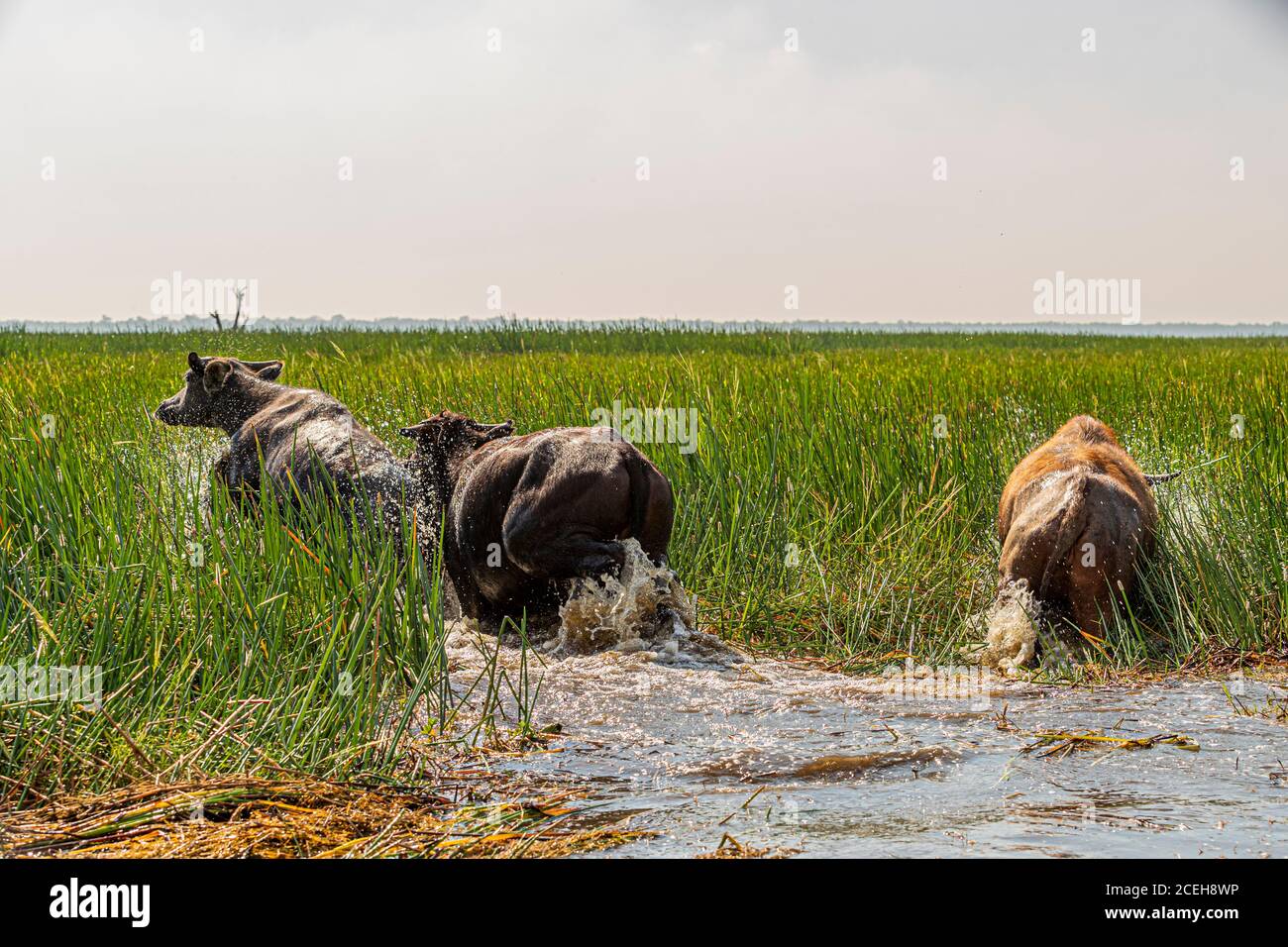 Waterbuffalo of Northern Australia at Bamurru Plains Stock Photo