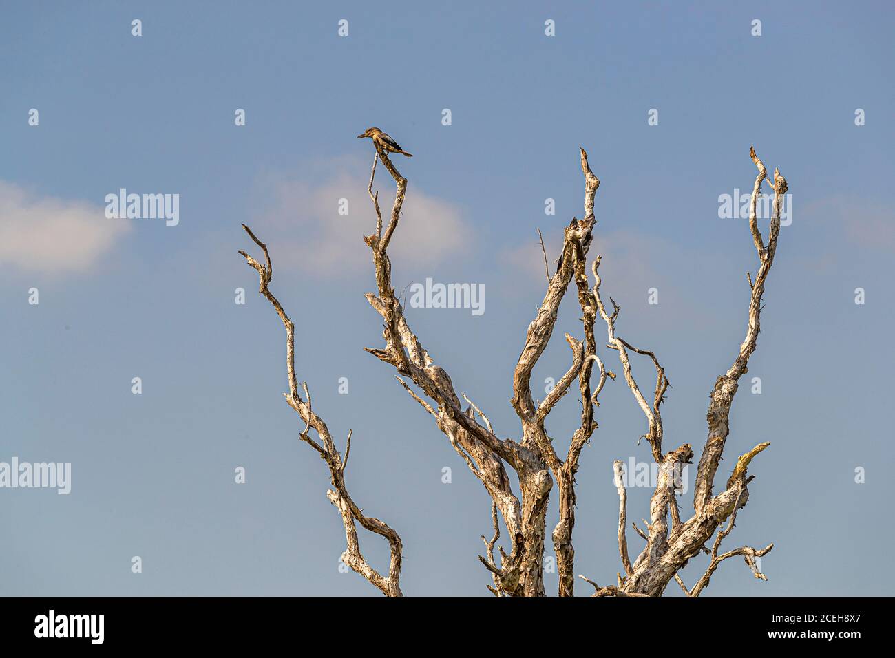 Birdwatching at Bamurru Plains Lodge, Northern Territory, Australia Stock Photo