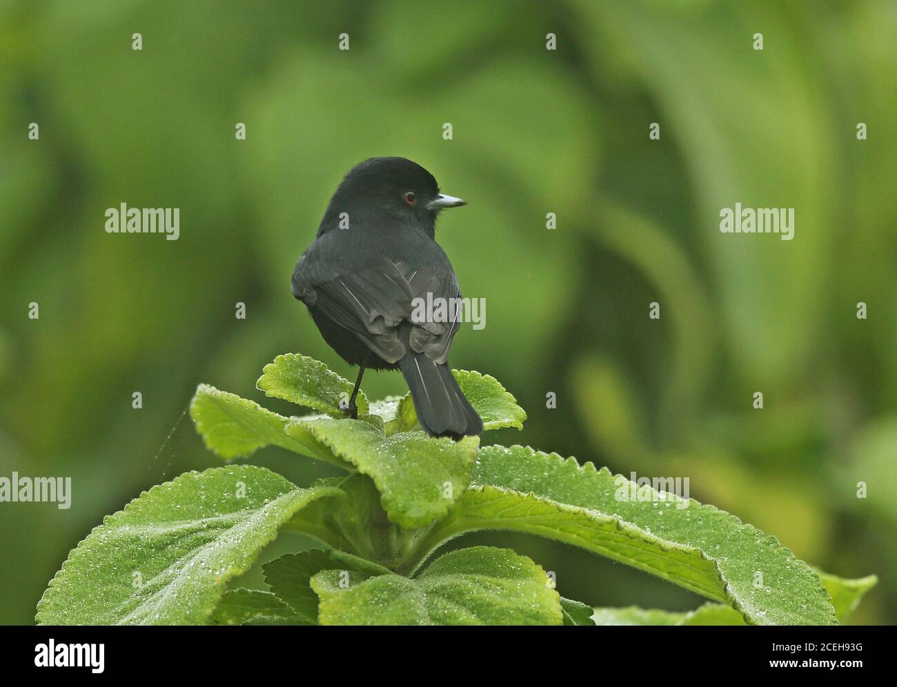 Blue-billed Black-tyrant (Knipolegus cyanirostris) adult male perched on vegetation  Atlantic Rainforest, Brazil    June Stock Photo