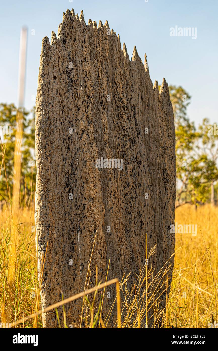 Termite Mounds in North Australia Stock Photo