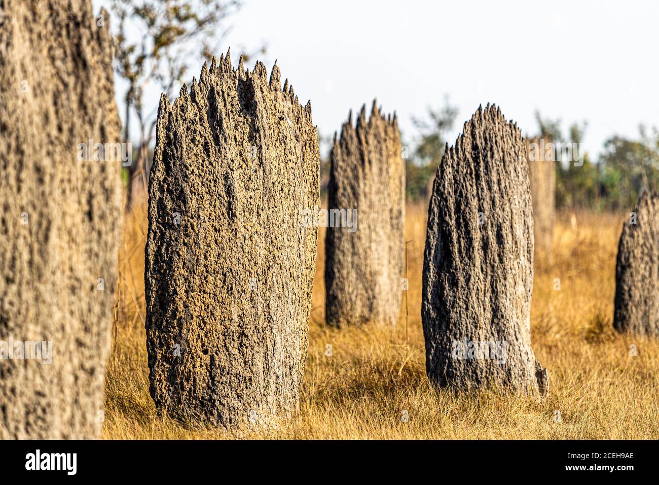 Termite Mounds in North Australia Stock Photo