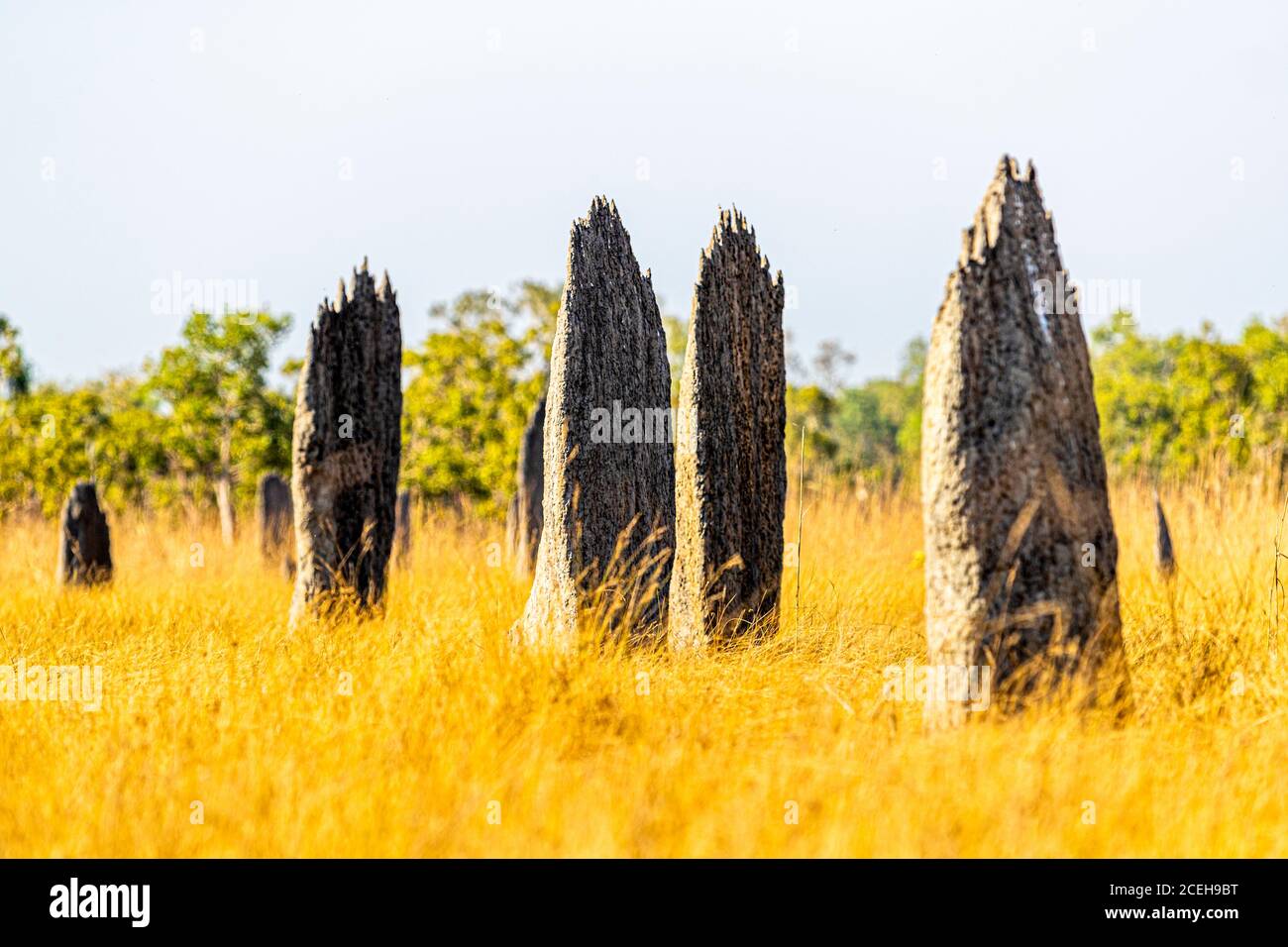 Termite Mounds in North Australia Stock Photo
