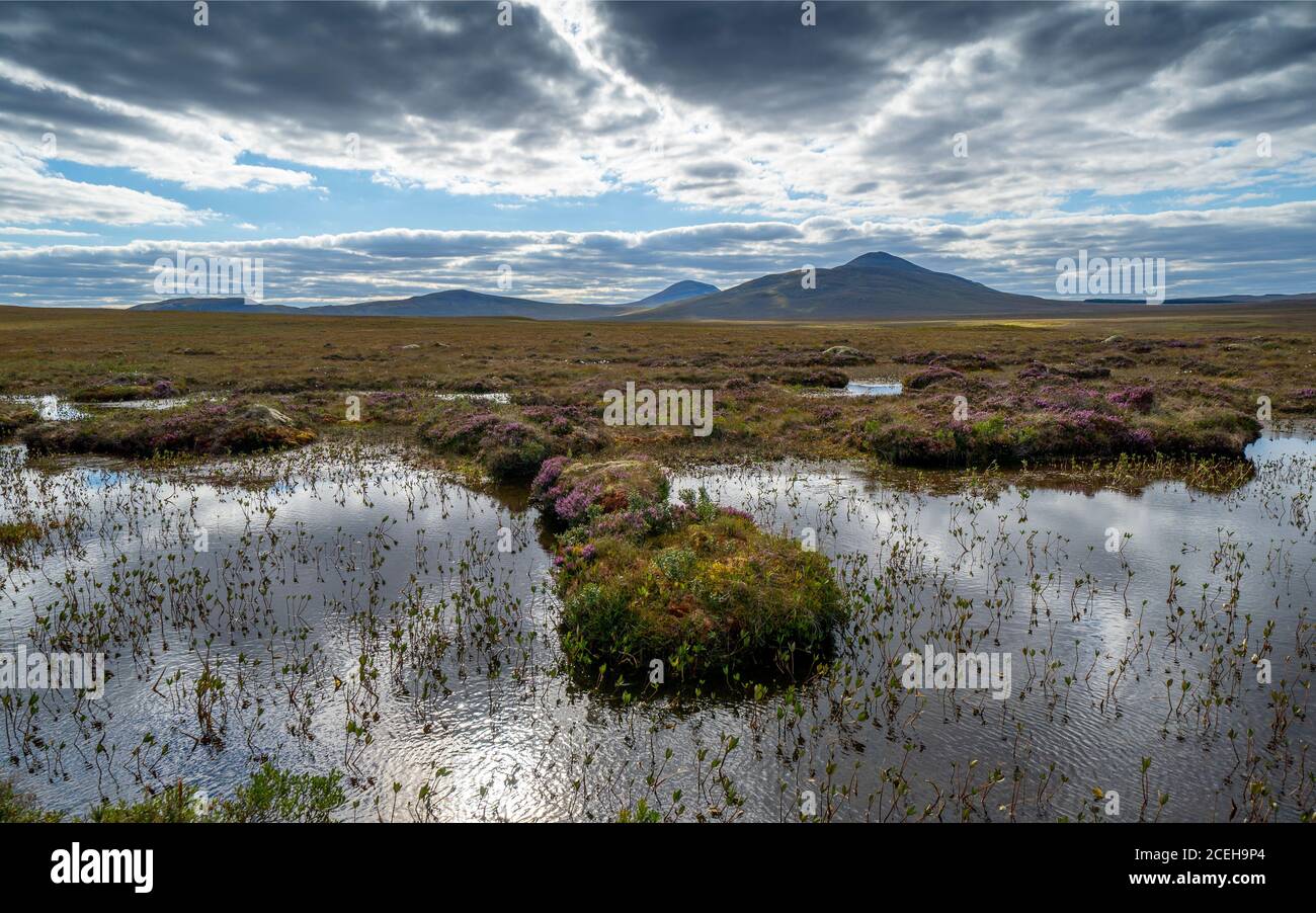 View of landscape of the Flow Country at RSPB Forsinard Flows Nature Reserve in Sutherland, Highland,  Scotland, UK Stock Photo