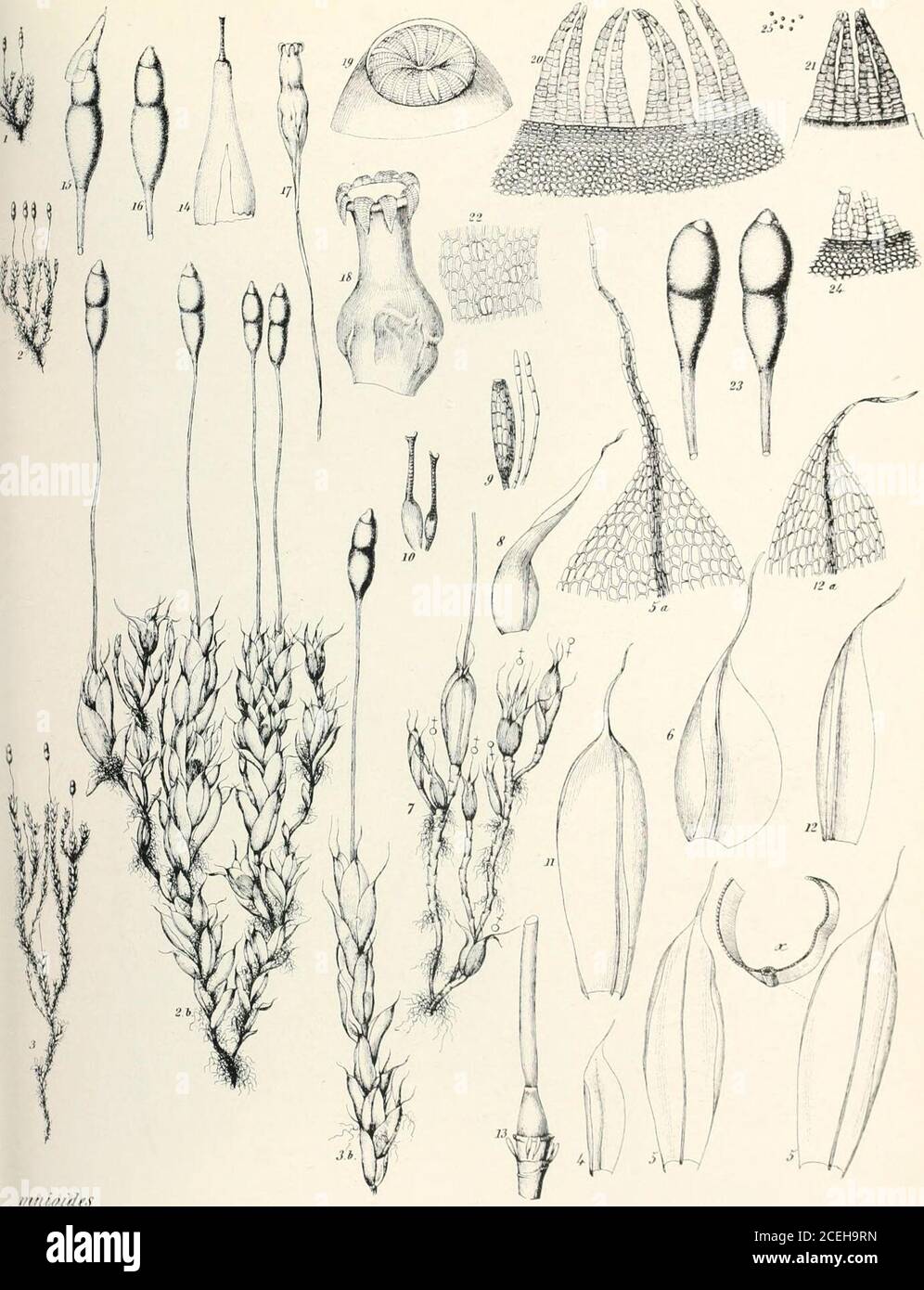 . Mosses with hand-lens and microscope : a non-technical hand-book of the more common mosses of the northeastern United States. iniiioNif, PLATE XL. TitrapUnlon bryonies (From Brv. Eiir Splachnum miiioiJes.)22. Stomata troiii capsule wall. I90 MOSSES WITH HAND-LENS AND MICROSCOPE This species is widely distributed in swamps throughout our region, but israther rare. When found, it is often growing on cow dung. S. luteum Mont, is a very rare species with an enormous yelUiw umbrella-shaped hypophysis. S. rubrum Mont, is another very rare species with a similar purple hypophysis. TETRAPLODON B. & Stock Photo