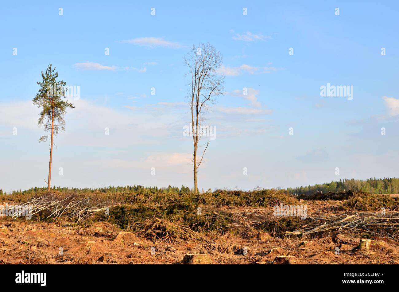 Cut trees in the forest. Deforestation and Illegal Logging ...