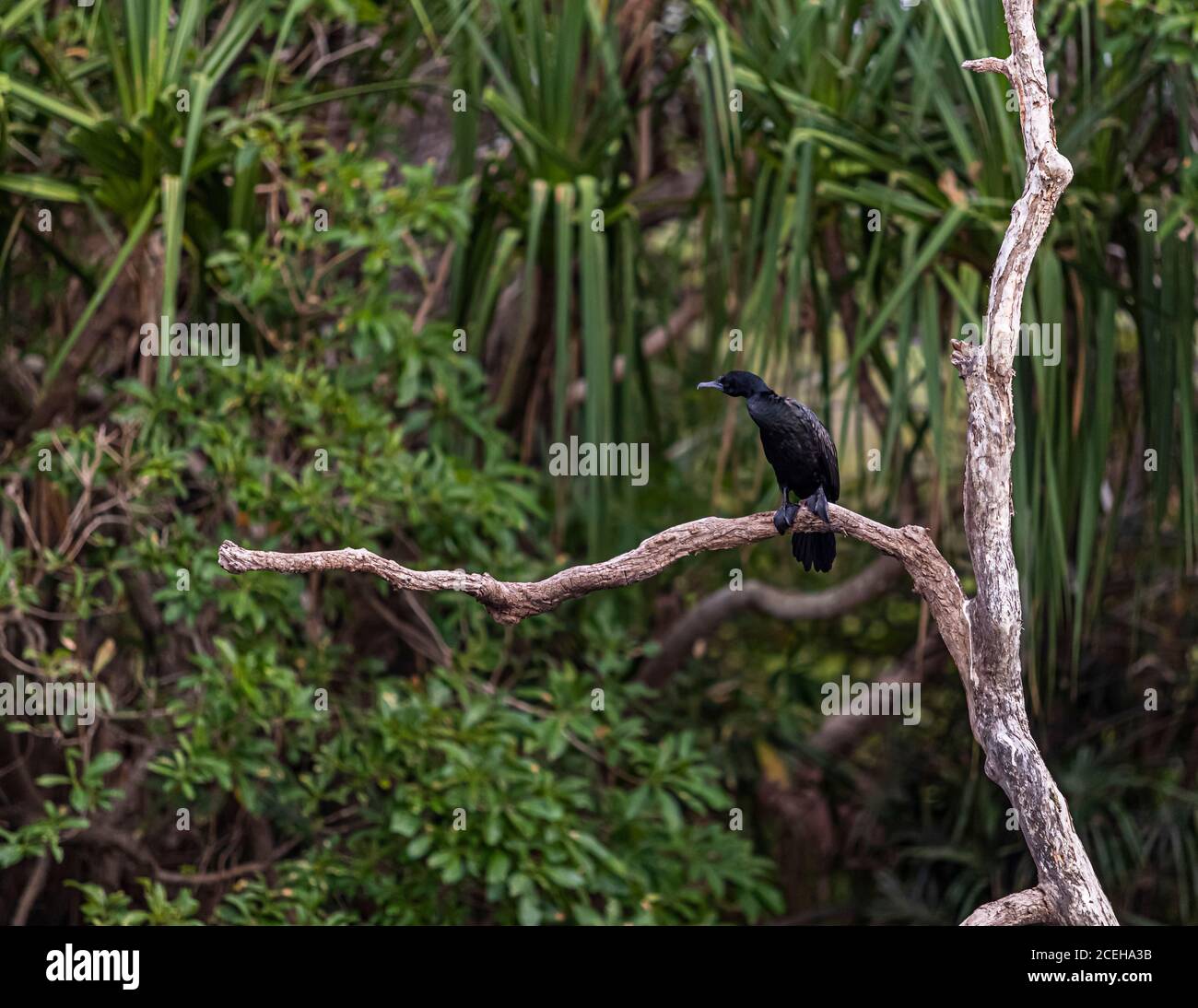 Birdwatching at the Top End of Australia Stock Photo