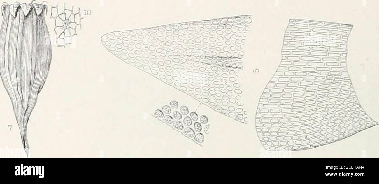 . Mosses with hand-lens and microscope : a non-technical hand-book of the more common mosses of the northeastern United States. Figure 86. Orthotricum anomalum (From Bry. Eur.).2,3,4 ^f 5 Leaves; x and x indicate where tlie sections 3.V and3.v were made. 11. Vaginula. 8. Deoperculatc capsule and seta.12. Peristome liiglily magnified; the tooth at the left has been redrawnto show the lamellae of the preperistome. MOSSES WITH HAND-LENS AND MICROSCOPE. Figure 87. O. O/irof leaf. spores maturing inearly spring! April).Common on trees.When sterile it is adifficult matter todistinguish thisfrom the Stock Photo