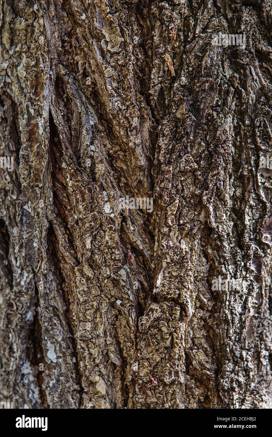 Tree bark texture background. Old Wood Tree trunk Textured Pattern ...