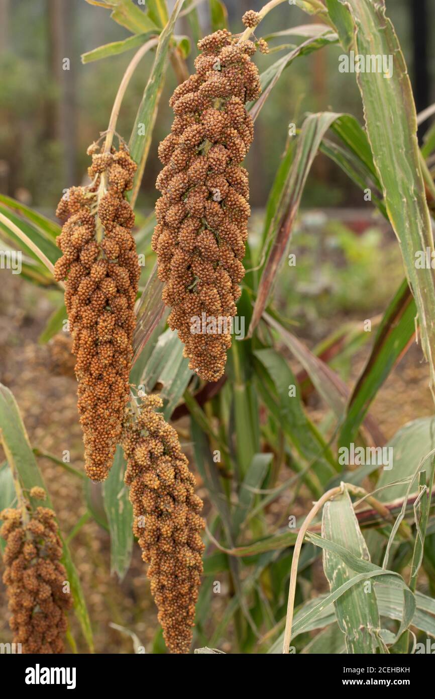 foxtail millet plant